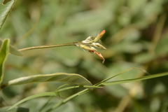Tephrosia tinctoria