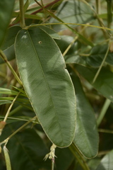 Tephrosia tinctoria
