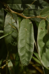 Tephrosia tinctoria