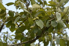 Terminalia chebula