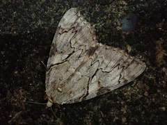Catocala lara