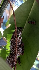 Ropalidia cyathiformis