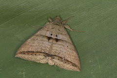Perasia helvina