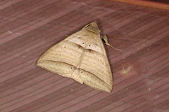 Perasia helvina