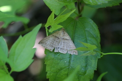 Perasia helvina
