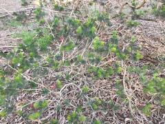 Melaleuca granitica