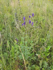 Aconitum baicalense