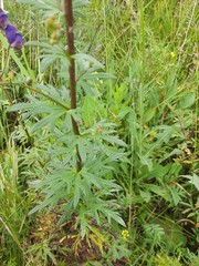 Aconitum baicalense
