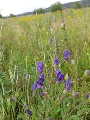 Aconitum baicalense