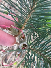 Melaleuca granitica