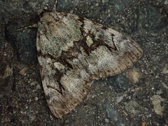 Catocala ella