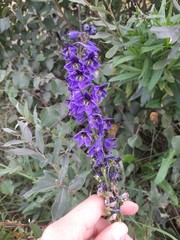 Delphinium crassifolium