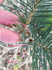 Melaleuca granitica
