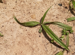 Curculigo orchioides