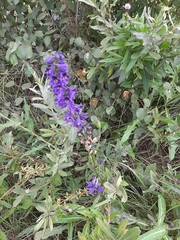 Delphinium crassifolium