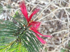 Melaleuca granitica