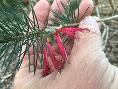 Melaleuca granitica