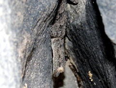 Mediodactylus heterocercus