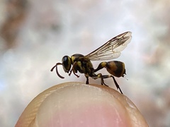 Ropalidia flavobrunnea