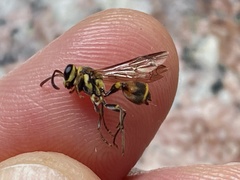 Ropalidia flavobrunnea