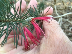 Melaleuca granitica