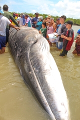 Balaenoptera bonaerensis