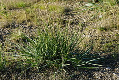 Leymus mollis mollis