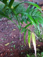 Areca catechu