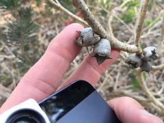 Melaleuca granitica