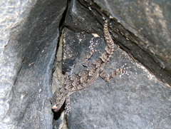Mediodactylus heterocercus