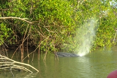 Balaenoptera bonaerensis