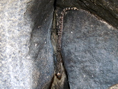 Mediodactylus heterocercus