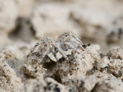 Aelurillus concolor