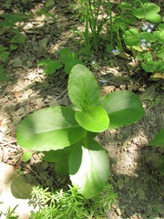 Hylotelephium caucasicum