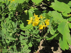 Coronilla coronata