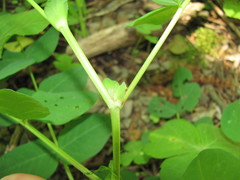 Coronilla coronata