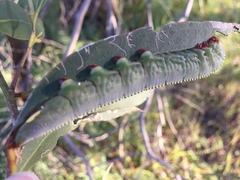 Hylaeora eucalypti