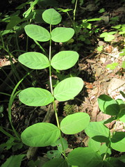 Coronilla coronata