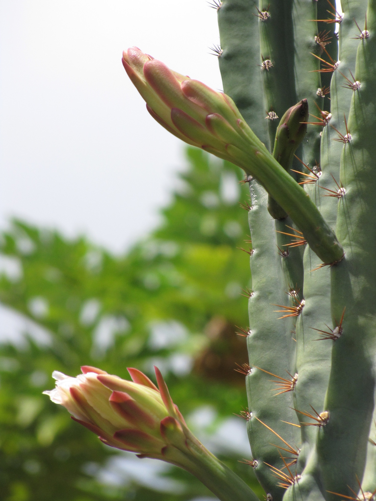 Cereus hildmannianus ssp. uruguayanus