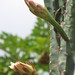 Cereus hildmannianus uruguayanus - Photo (c) Forest and Kim Starr, algunos derechos reservados (CC BY)