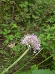Allium splendens