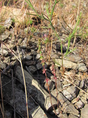 Galium verticillatum