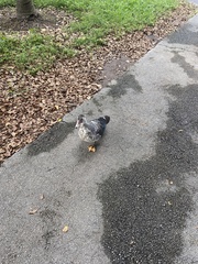 Cairina moschata domestica