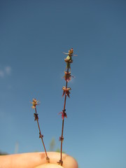 Galium verticillatum