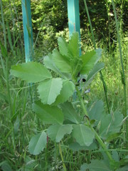 Vicia narbonensis