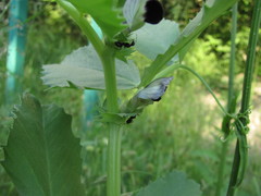 Vicia narbonensis