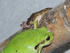 Leptodeira polysticta