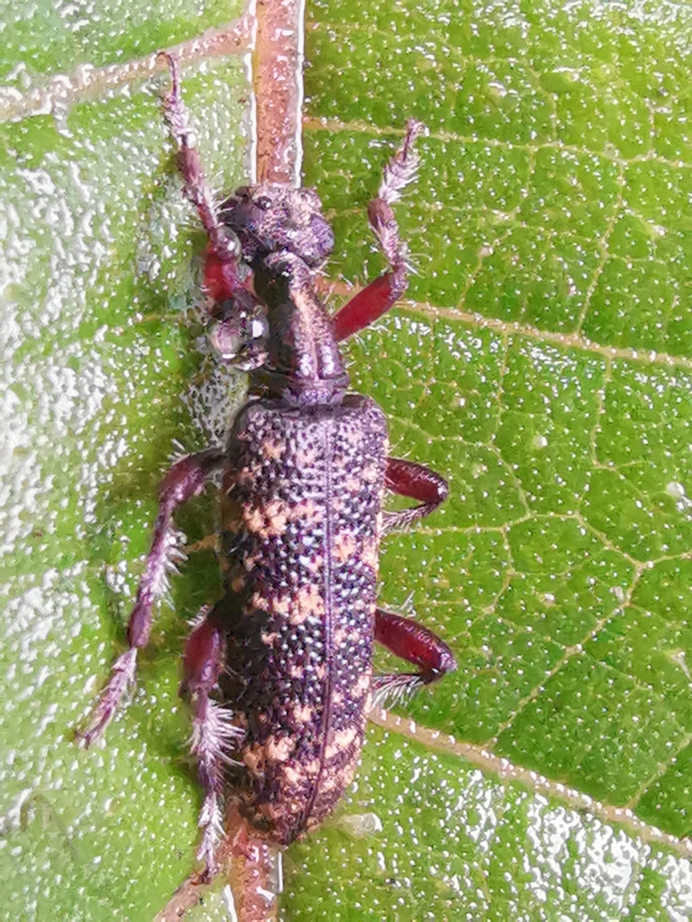 Pseudostereopalpus