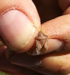 Peribalus strictus strictus