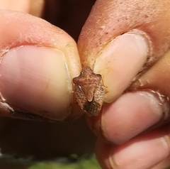 Peribalus strictus strictus